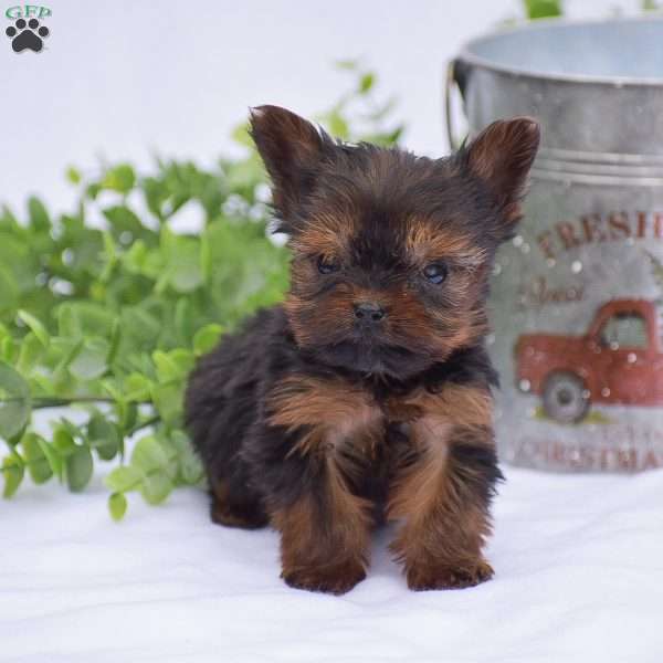 Nico, Yorkie Puppy