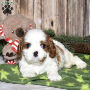 Yazzy, Cavalier King Charles Spaniel Puppy