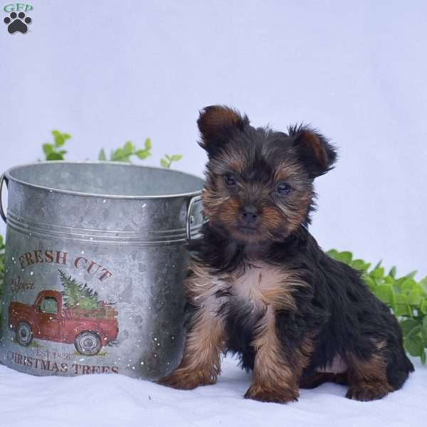 Nadia, Yorkie Puppy