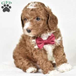 Louie, Mini Goldendoodle Puppy