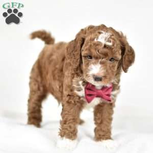 Louie, Mini Goldendoodle Puppy