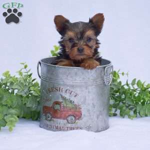 Nash, Yorkie Puppy