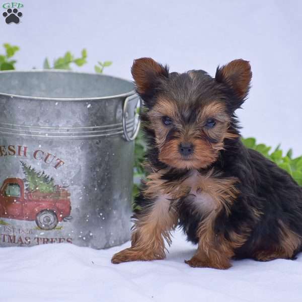 Nash, Yorkie Puppy