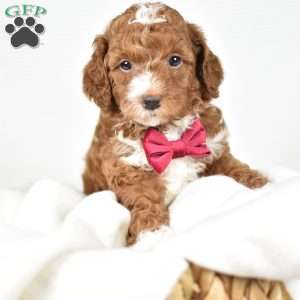 Louie, Mini Goldendoodle Puppy