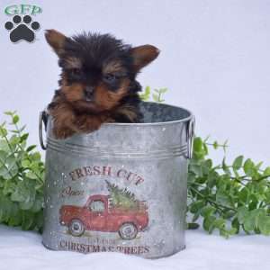 Nolan, Yorkie Puppy