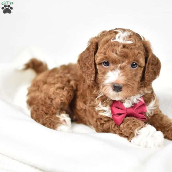 Louie, Mini Goldendoodle Puppy