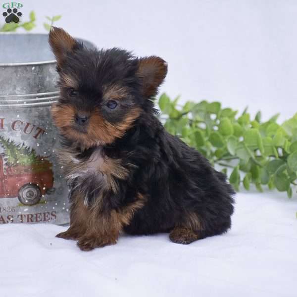 Nolan, Yorkie Puppy