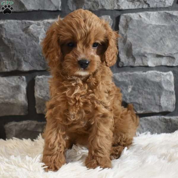 Cinnamon, Cavapoo Puppy