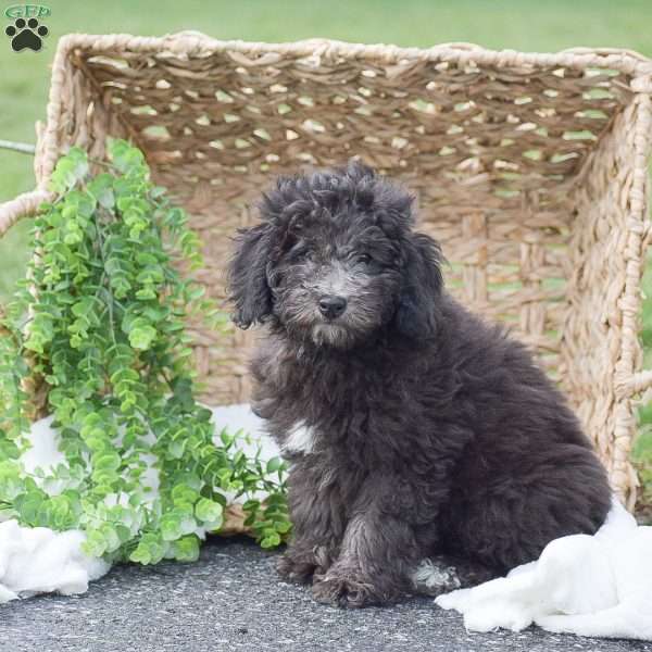 Hudson, Miniature Poodle Puppy