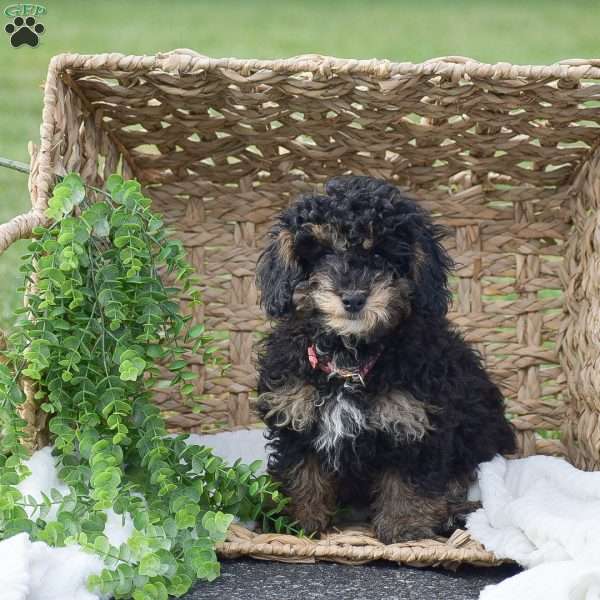 Haley, Miniature Poodle Puppy