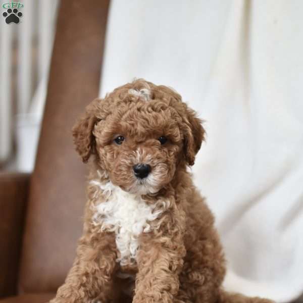 Charlie, Mini Goldendoodle Puppy