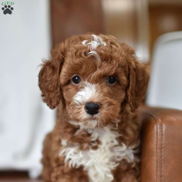 Louie, Mini Goldendoodle Puppy