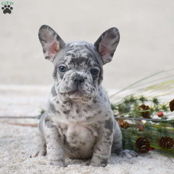 Scott, French Bulldog Puppy