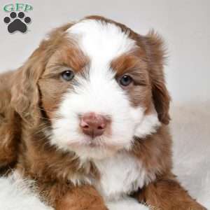 Jasper, Mini Aussiedoodle Puppy