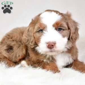 Jasper, Mini Aussiedoodle Puppy