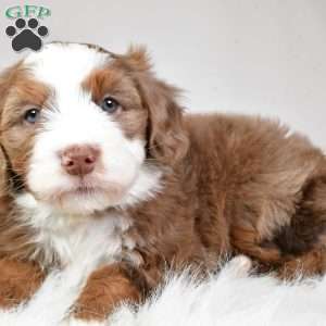 Jaxon, Mini Aussiedoodle Puppy