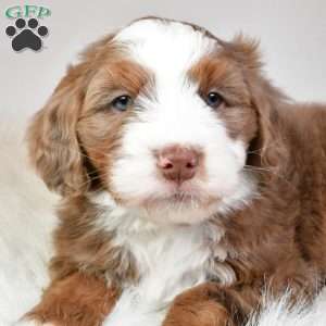 Jasper, Mini Aussiedoodle Puppy