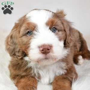 Jasper, Mini Aussiedoodle Puppy