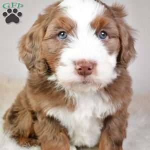 Jasper, Mini Aussiedoodle Puppy