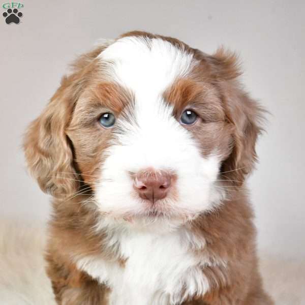 Jasper, Mini Aussiedoodle Puppy