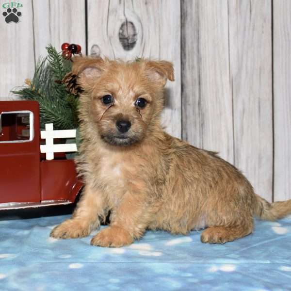 Gemini, Cairn Terrier Puppy