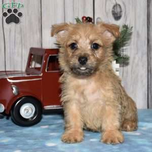 Gemini, Cairn Terrier Puppy