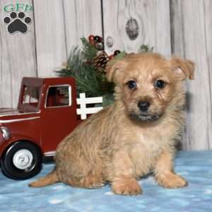 Gemini, Cairn Terrier Puppy