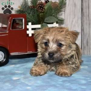 Gallant, Cairn Terrier Puppy