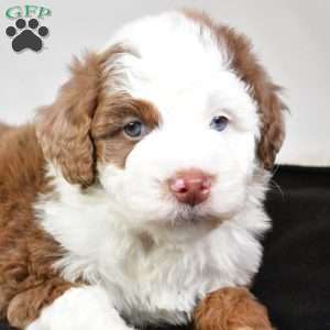 Jaxon, Mini Aussiedoodle Puppy