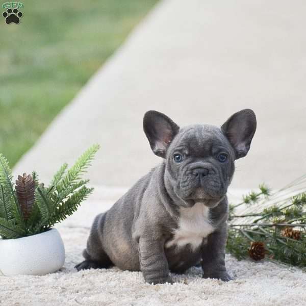 Scooby, French Bulldog Puppy