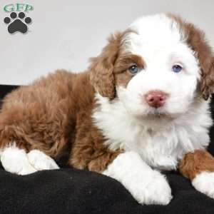 Jaxon, Mini Aussiedoodle Puppy