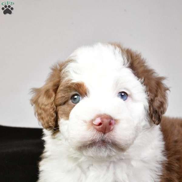 Jaxon, Mini Aussiedoodle Puppy