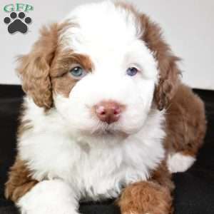 Jaxon, Mini Aussiedoodle Puppy