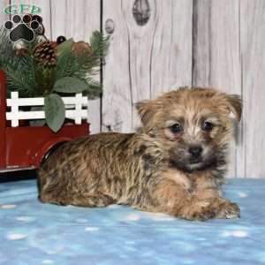 Gallant, Cairn Terrier Puppy