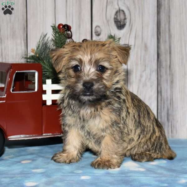 Gallant, Cairn Terrier Puppy