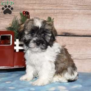 Holden, Havanese Puppy