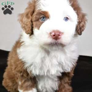 Jaxon, Mini Aussiedoodle Puppy