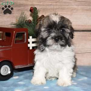 Holden, Havanese Puppy