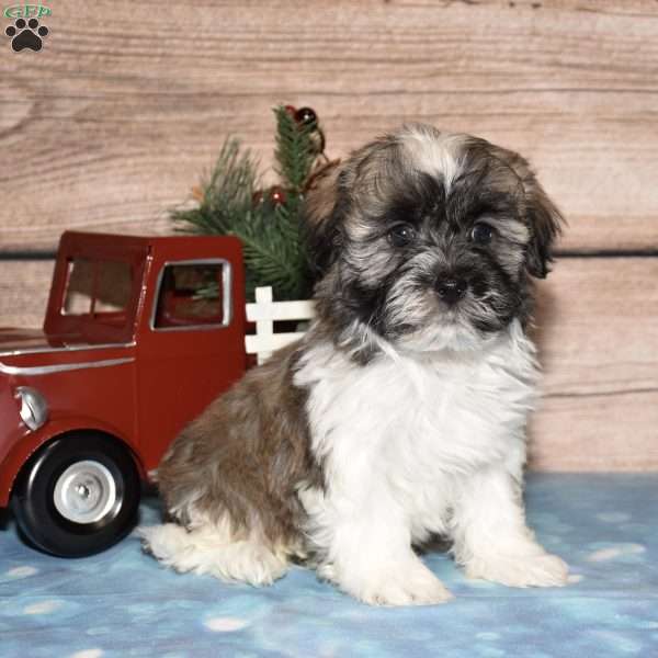 Holden, Havanese Puppy