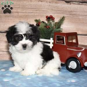 Hector, Havanese Puppy