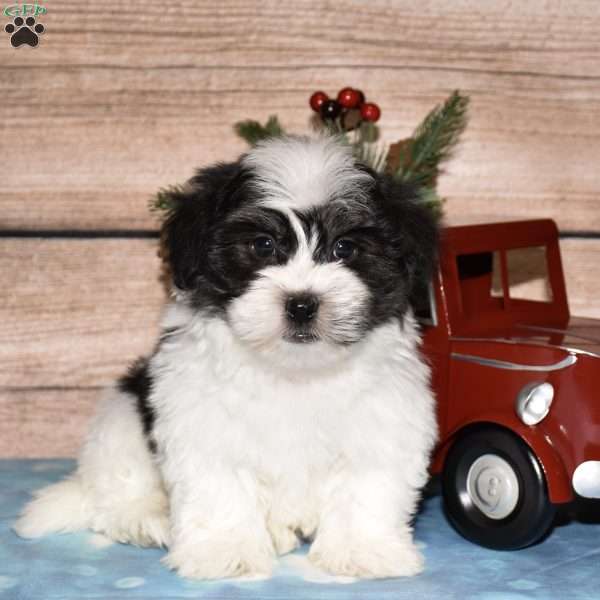 Hector, Havanese Puppy