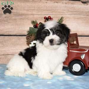 Hector, Havanese Puppy