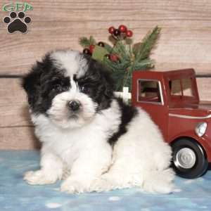 Hendrix, Havanese Puppy