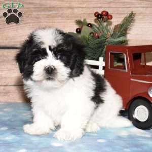 Hendrix, Havanese Puppy