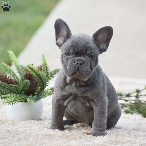 Sarah, French Bulldog Puppy