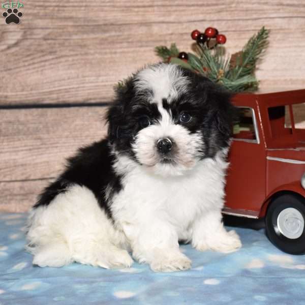 Hendrix, Havanese Puppy