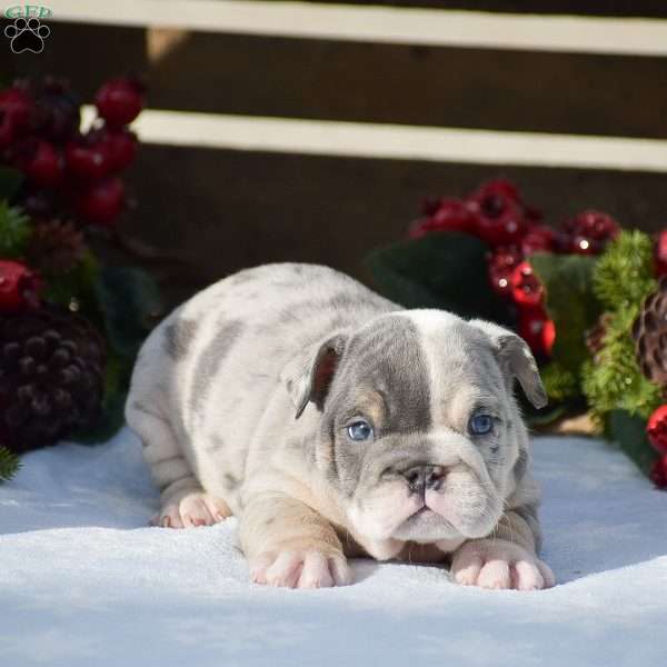Max, English Bulldog Puppy
