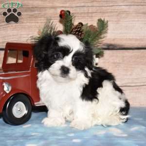 Hunter, Havanese Puppy