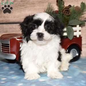 Hunter, Havanese Puppy