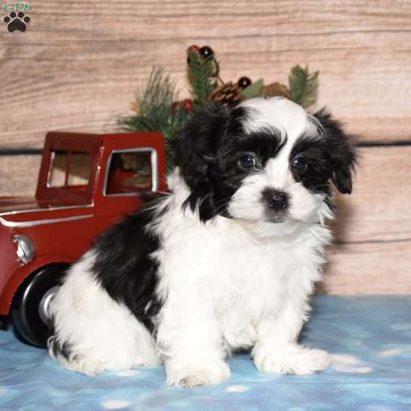 Hunter, Havanese Puppy